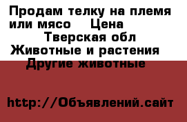 Продам телку на племя или мясо  › Цена ­ 40 000 - Тверская обл. Животные и растения » Другие животные   